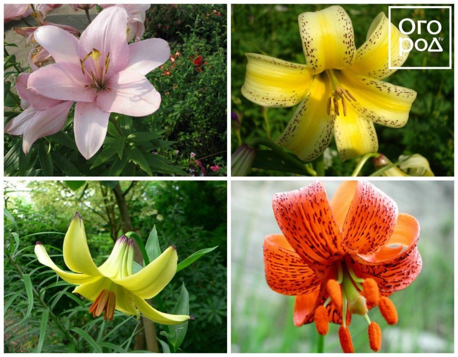 Лилия Кессельринга