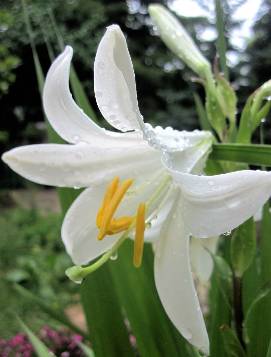 Чешуйчатая луковица лилии строение