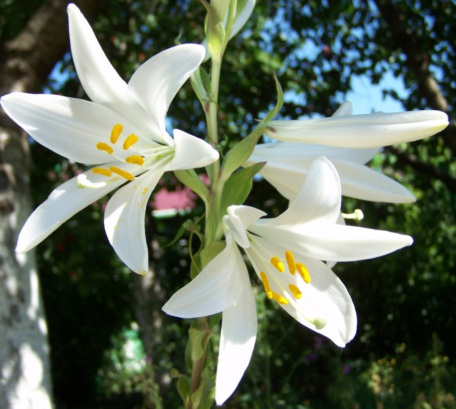 Lilium candidum