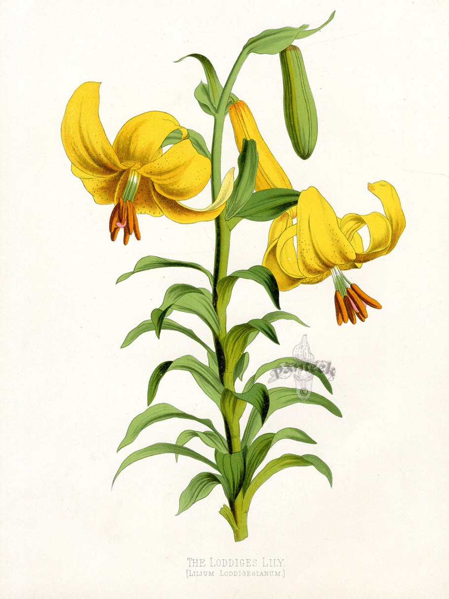 Белая Полевая Лилия