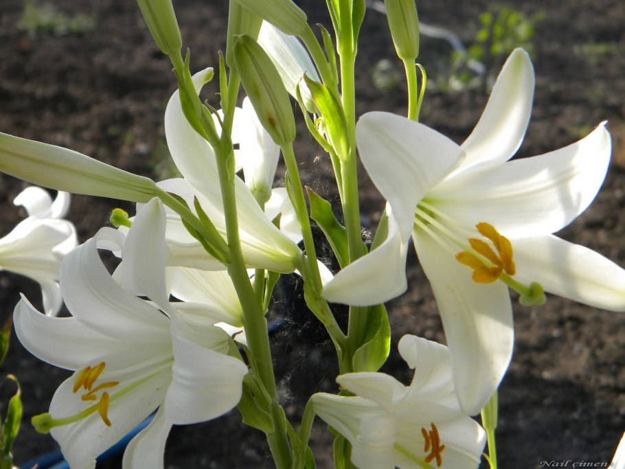Лилия Кандидум (Lilium candidum)