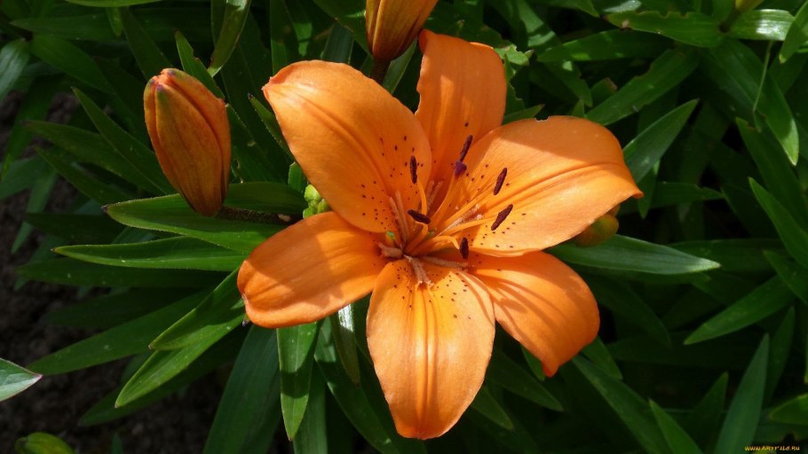 Лилии сорта Кандидум