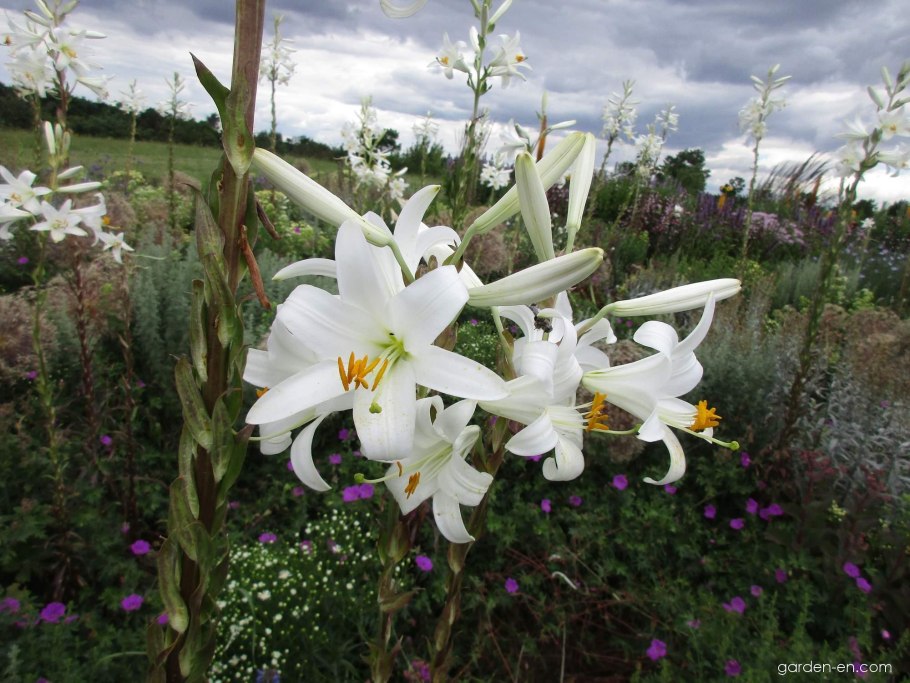 Лилия кандидум (lilium candidum)