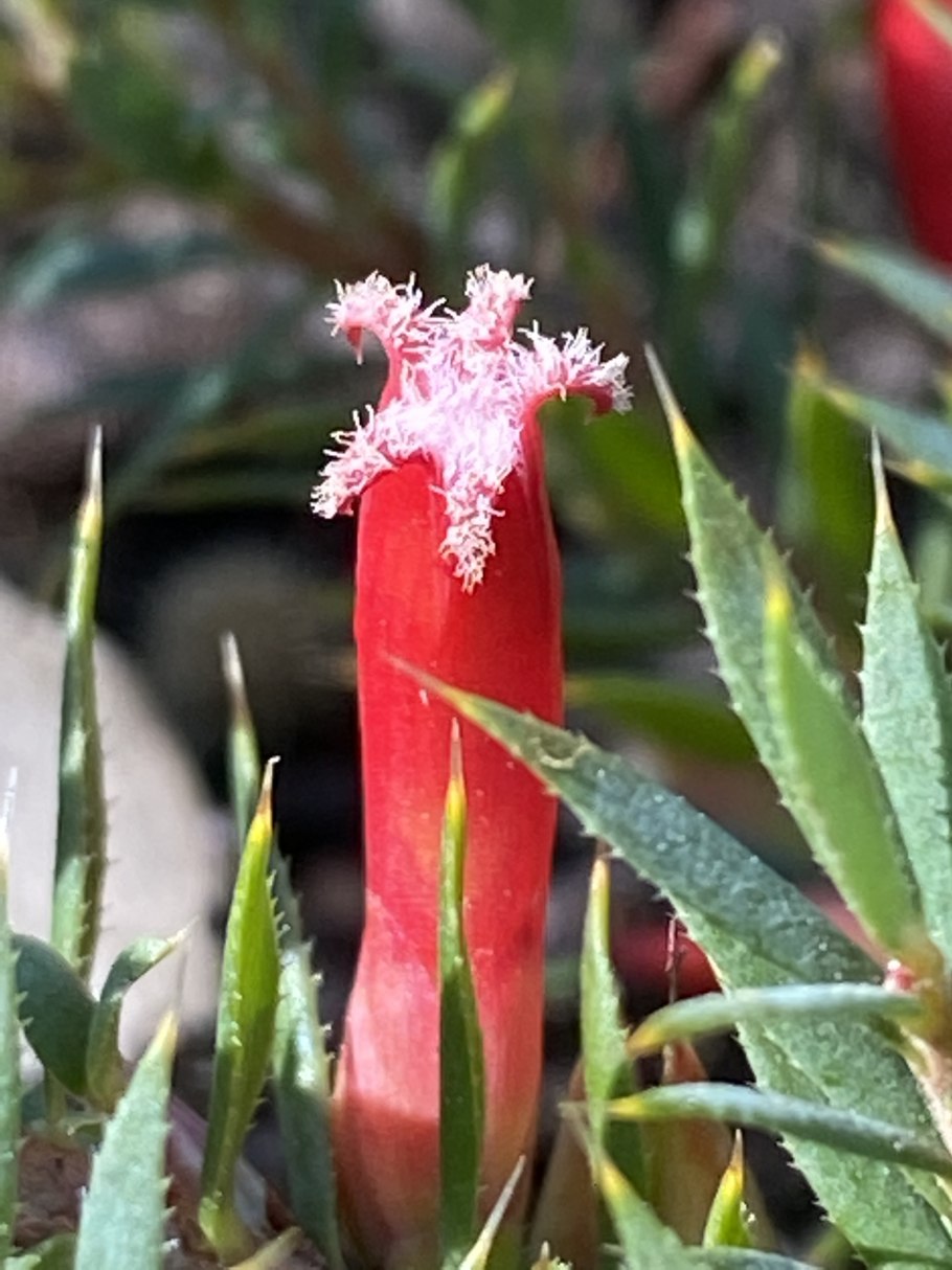 Astroloma pinifolium