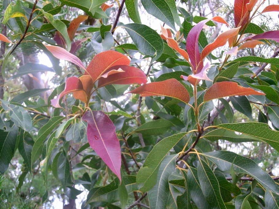 Люстра Freya Esme fr1005pl-05g