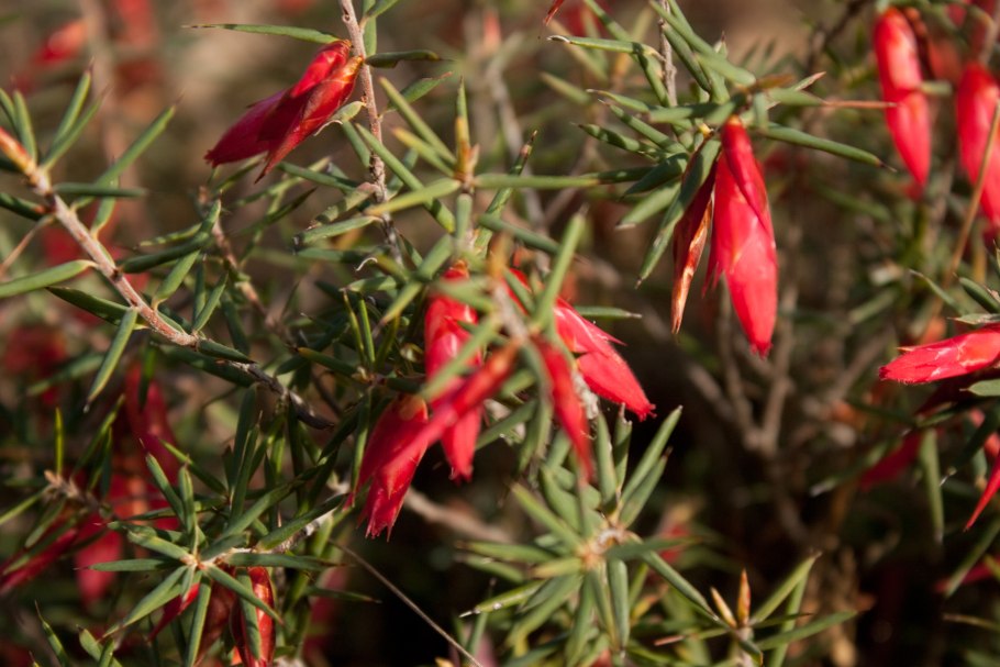 Astroloma pinifolium