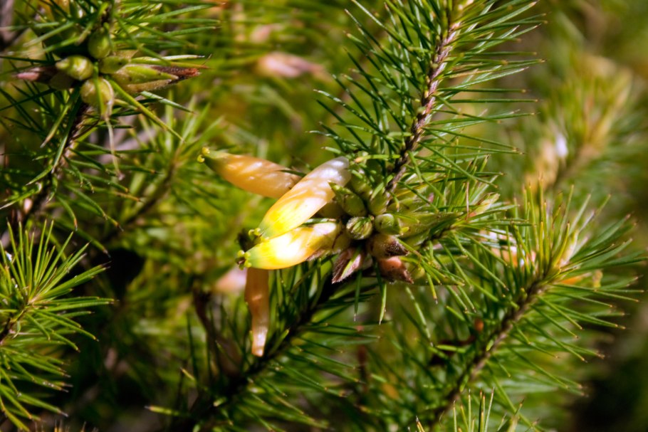 Электросхема автоматики Будерус 2107