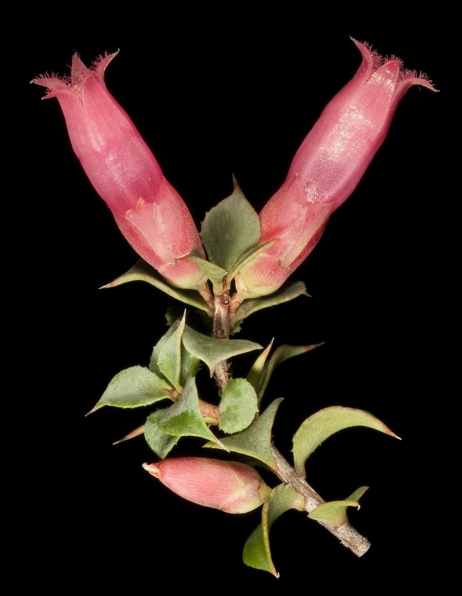 Юго-Западная австралийская область растительность