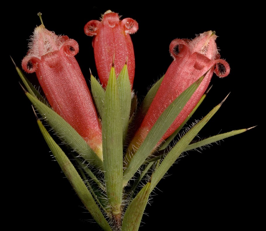 Phyllota humifusa Dwarf