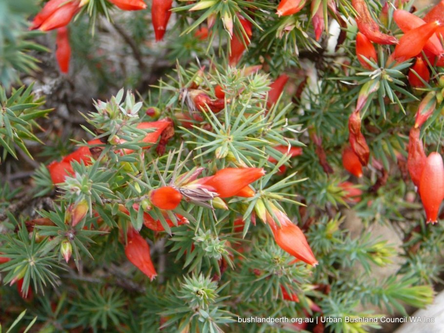 Скорпион спринг