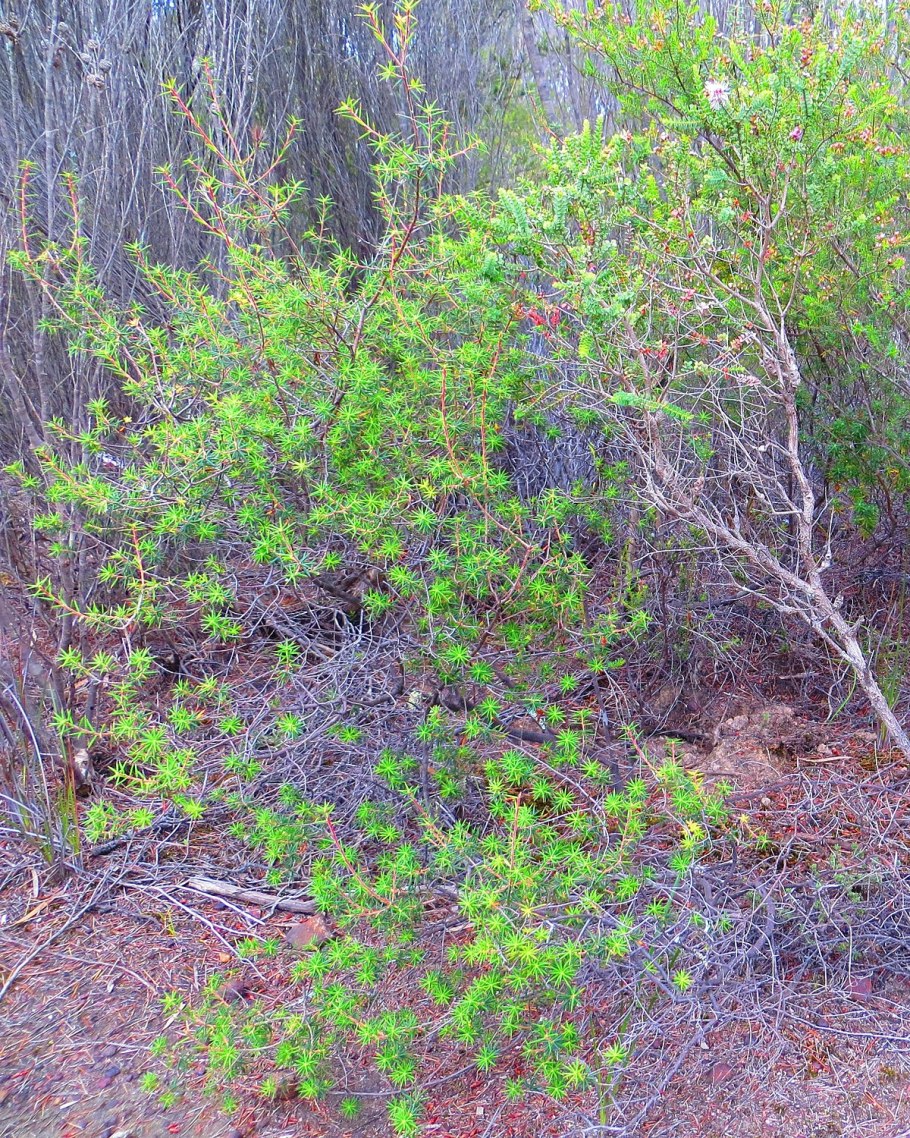 Поисковая строка без фона