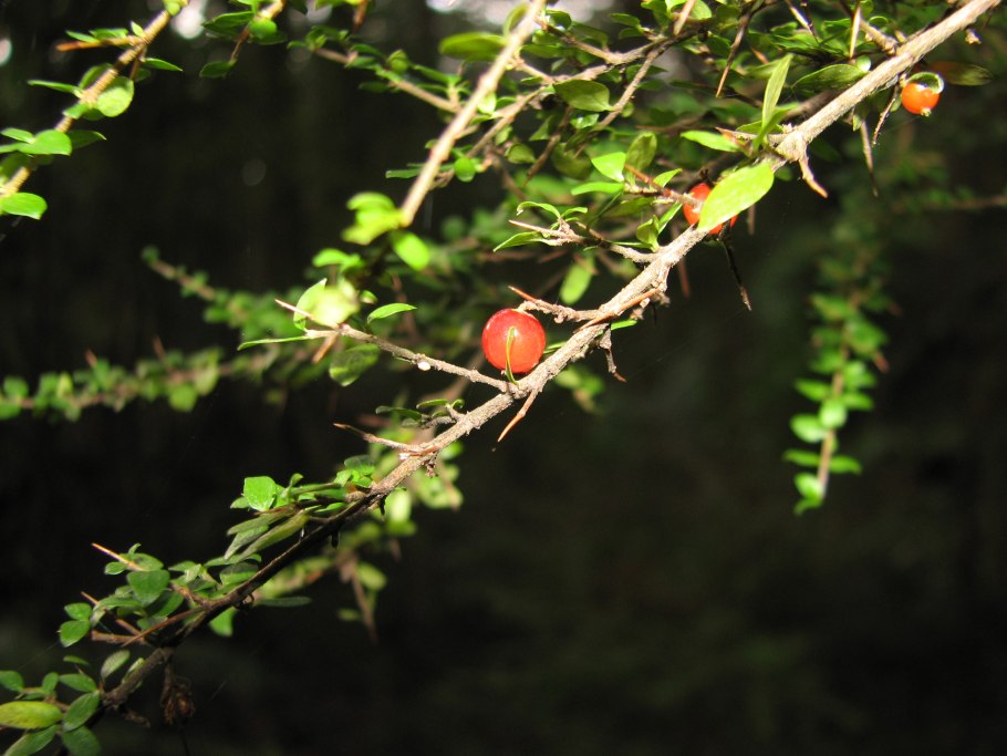 Книга цветов» Эдварда бёрн-Джонса