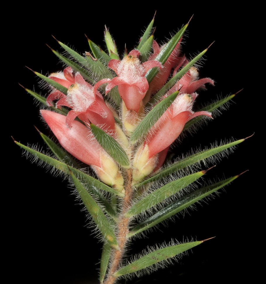 Astroloma macrocalyx