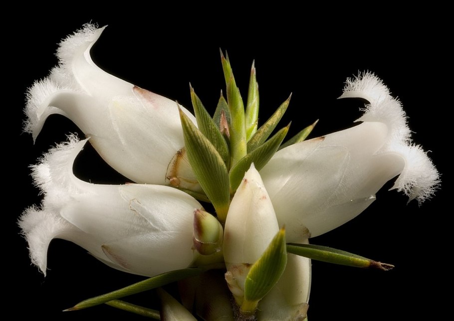 Astroloma pinifolium