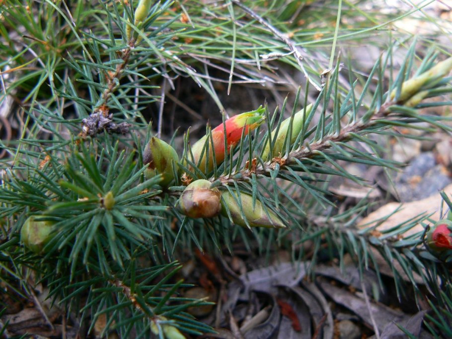 Styphelia longissima