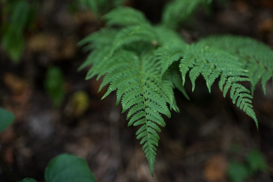 Байкало-Ленский заповедник растения