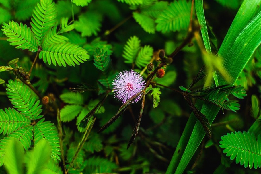 Danaea папоротник