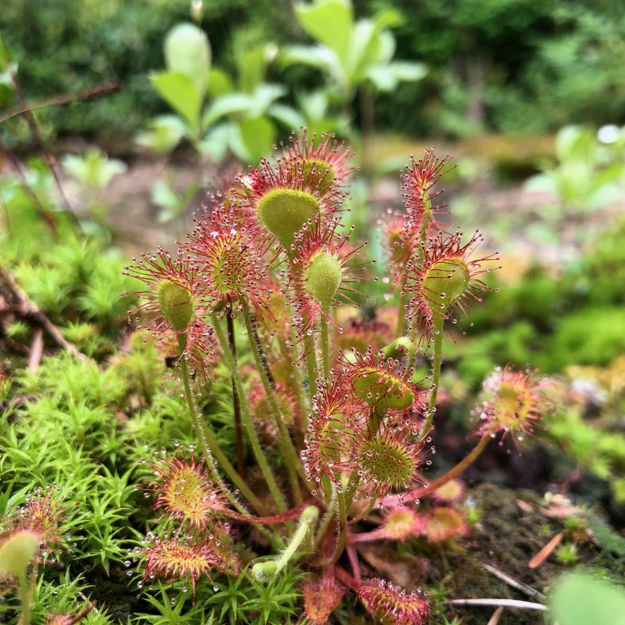 Drosera allantostigma