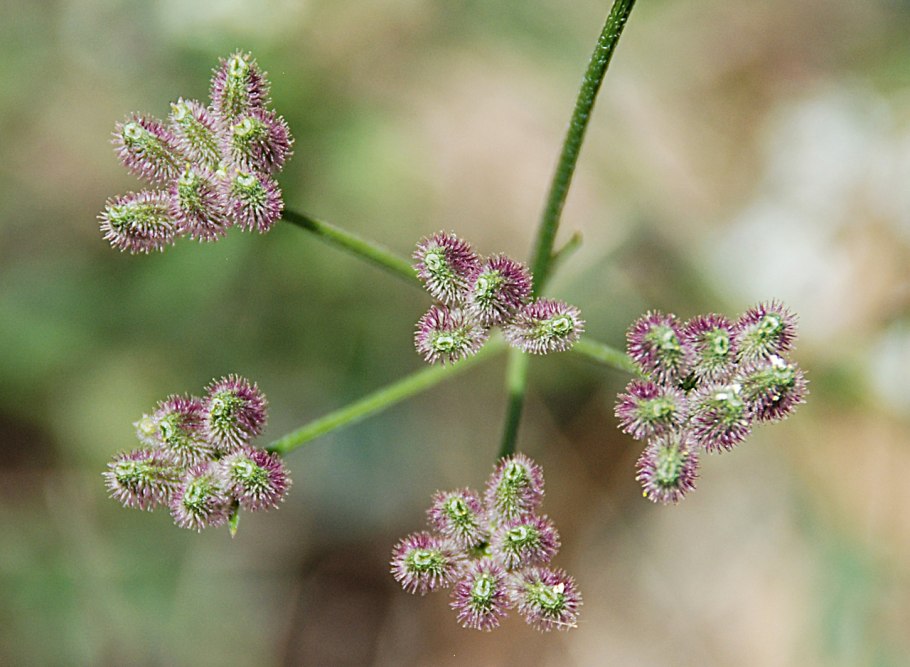 Плаун годичный (Lycopodium annotinum)