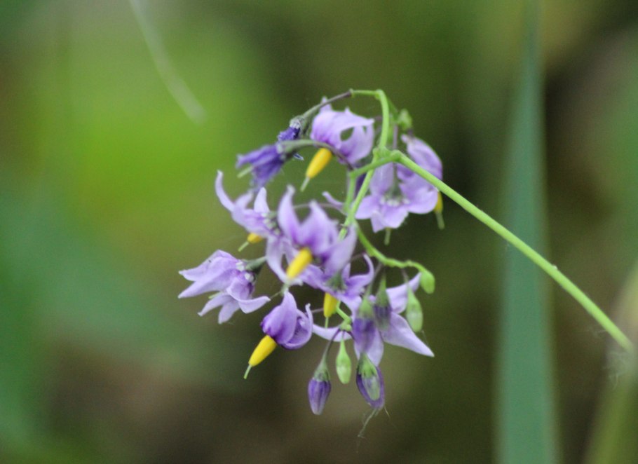 Класс двудольные семейство Паслёновые