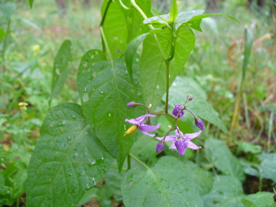 Solanaceae растение