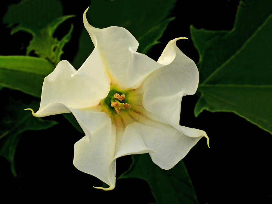 Пасленовые прилистник