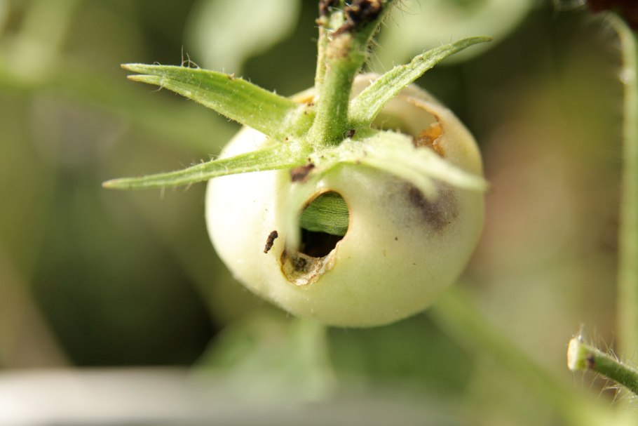 Помидор семейство пасленовых