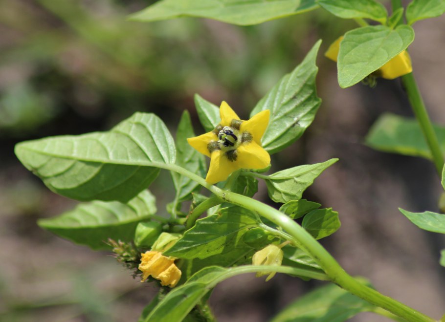 Цветок семейства пасленовых