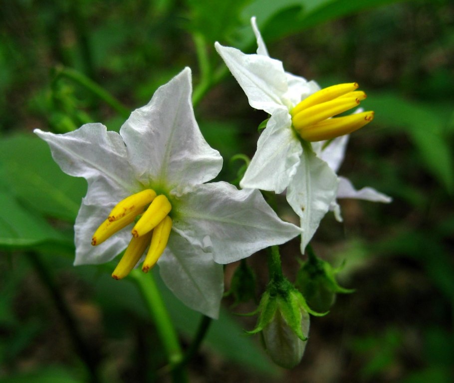 Соланум фиолетовый