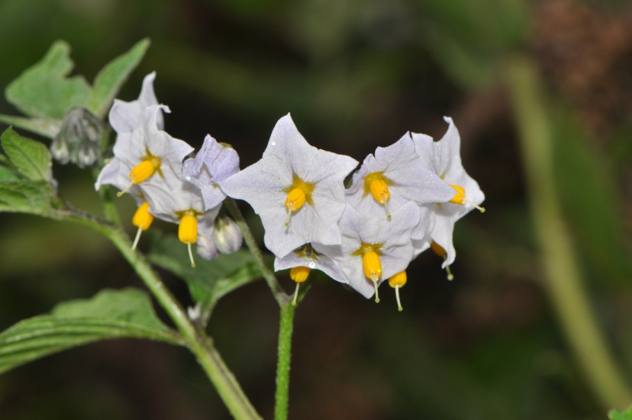 Рассада Solanaceae