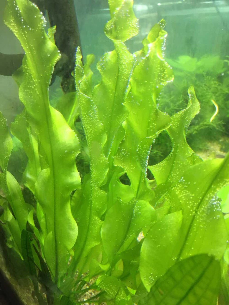 Апоногетон Криспус курчавый
