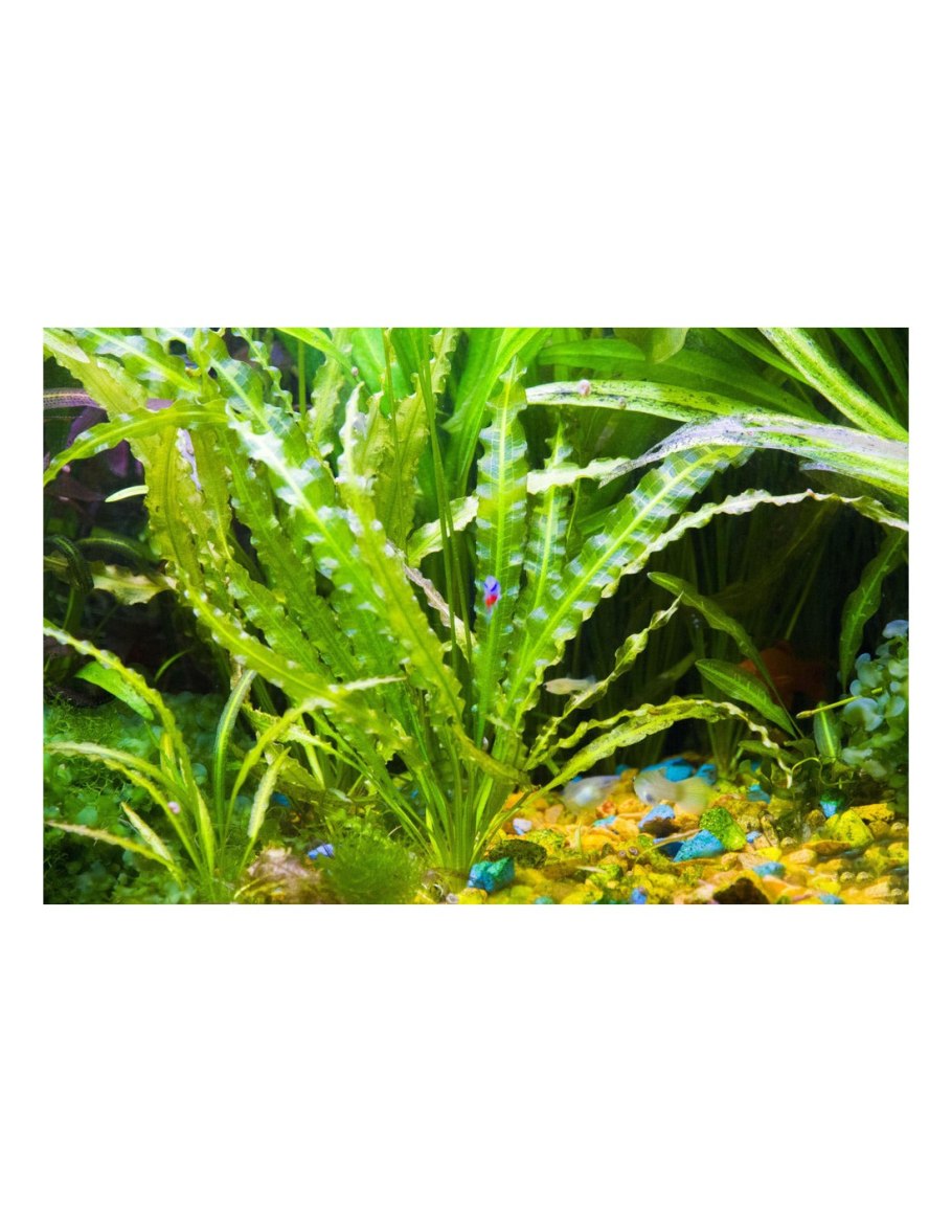 Апоногетон натанс