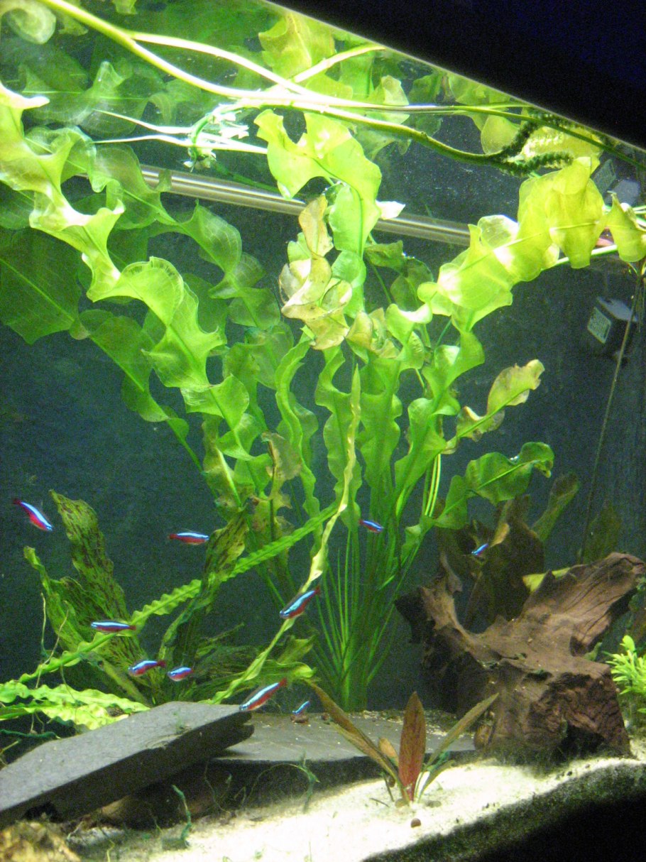 Апоногетон Криспус курчавый