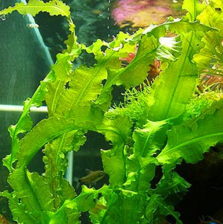 Апоногетон мадагаскарский Увирандра