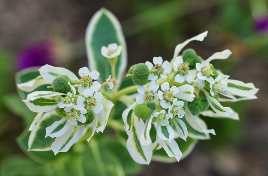 Семейство самшитовые (Buxaceae
