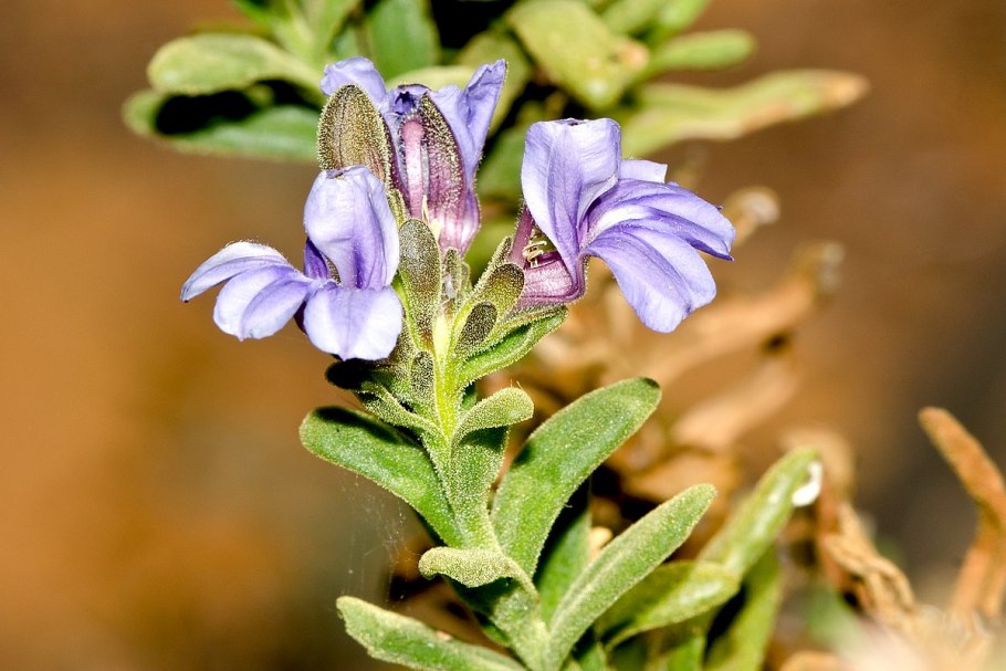Гудениковые