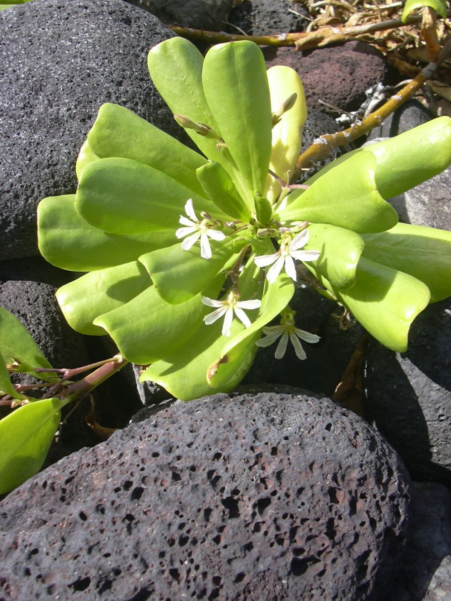 Scaevola taccada