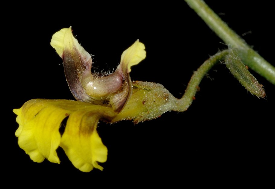 Goodenia ramossisima