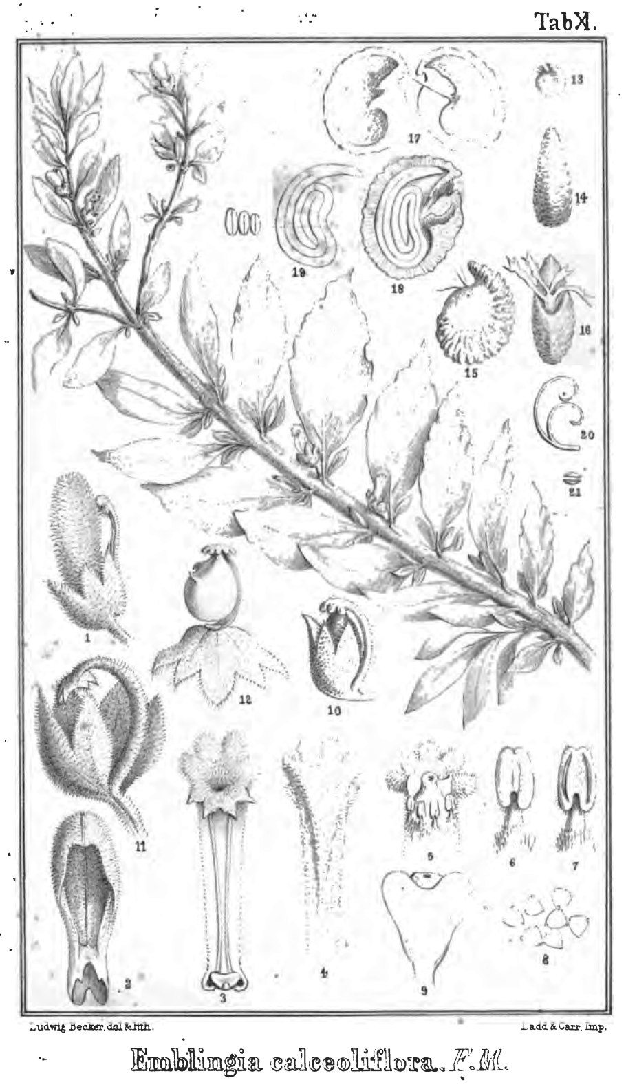 Кальмия узколистная Рубра