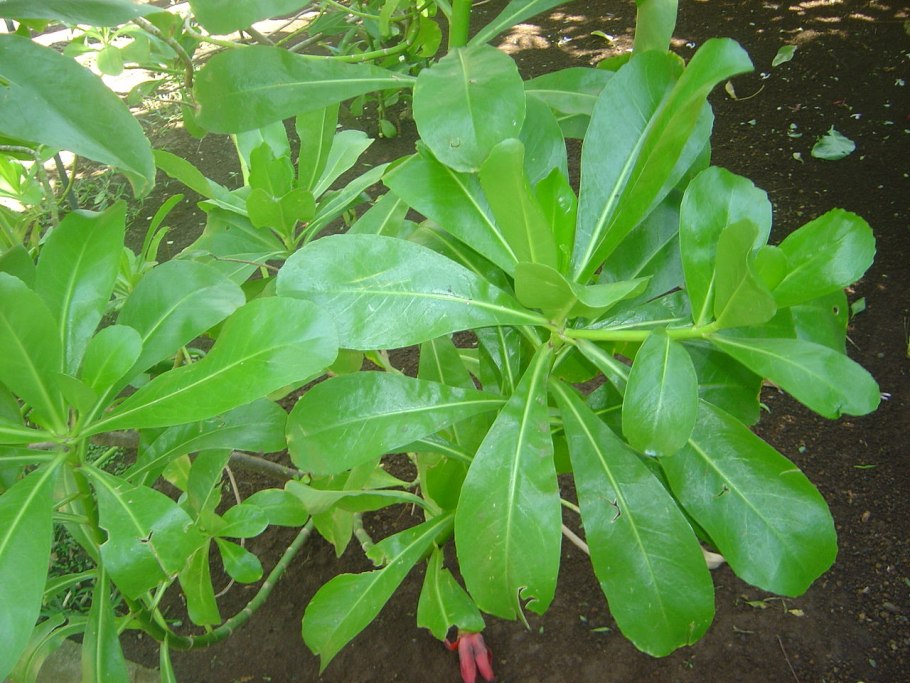 Молочай Алтайский