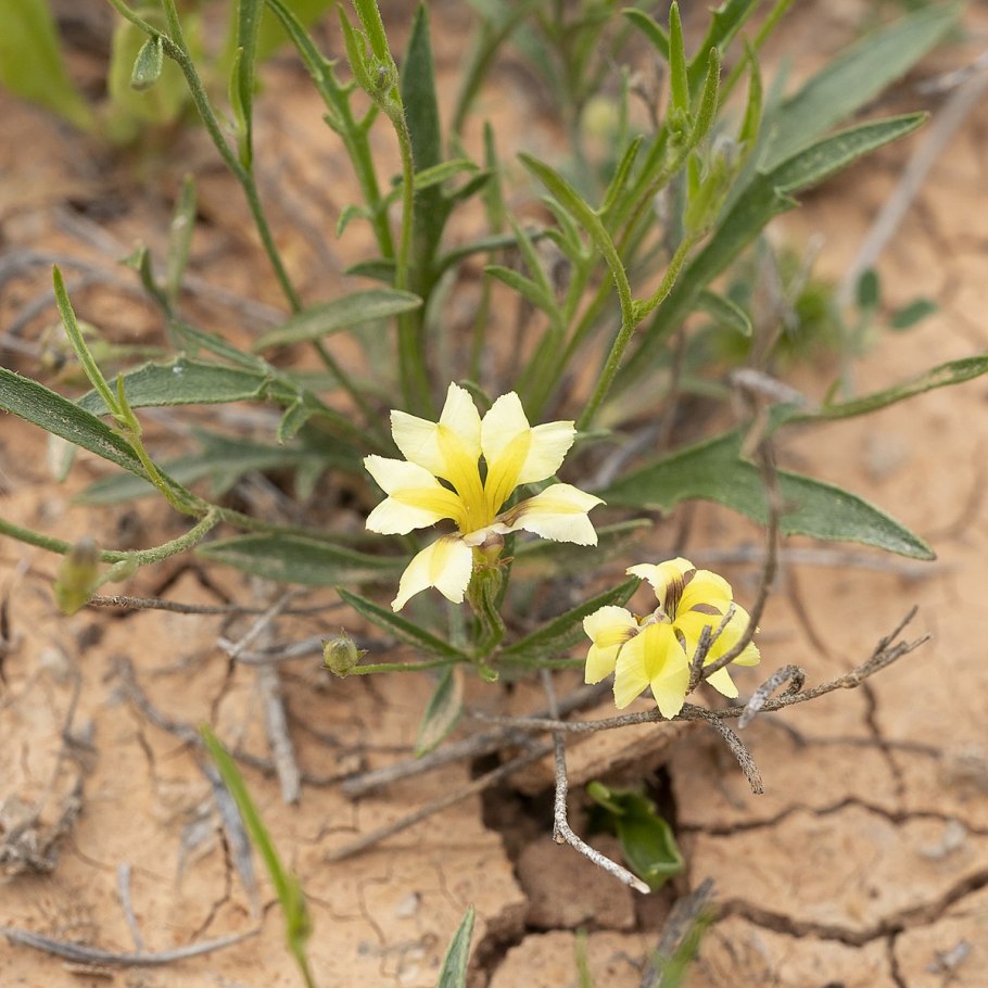 Гудениевые