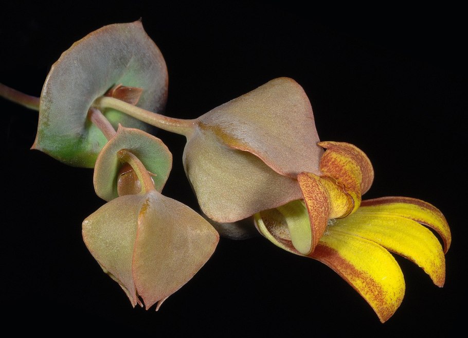 Западный болиголов дерево