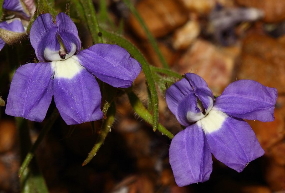 Meiogyne cylindrocarpa