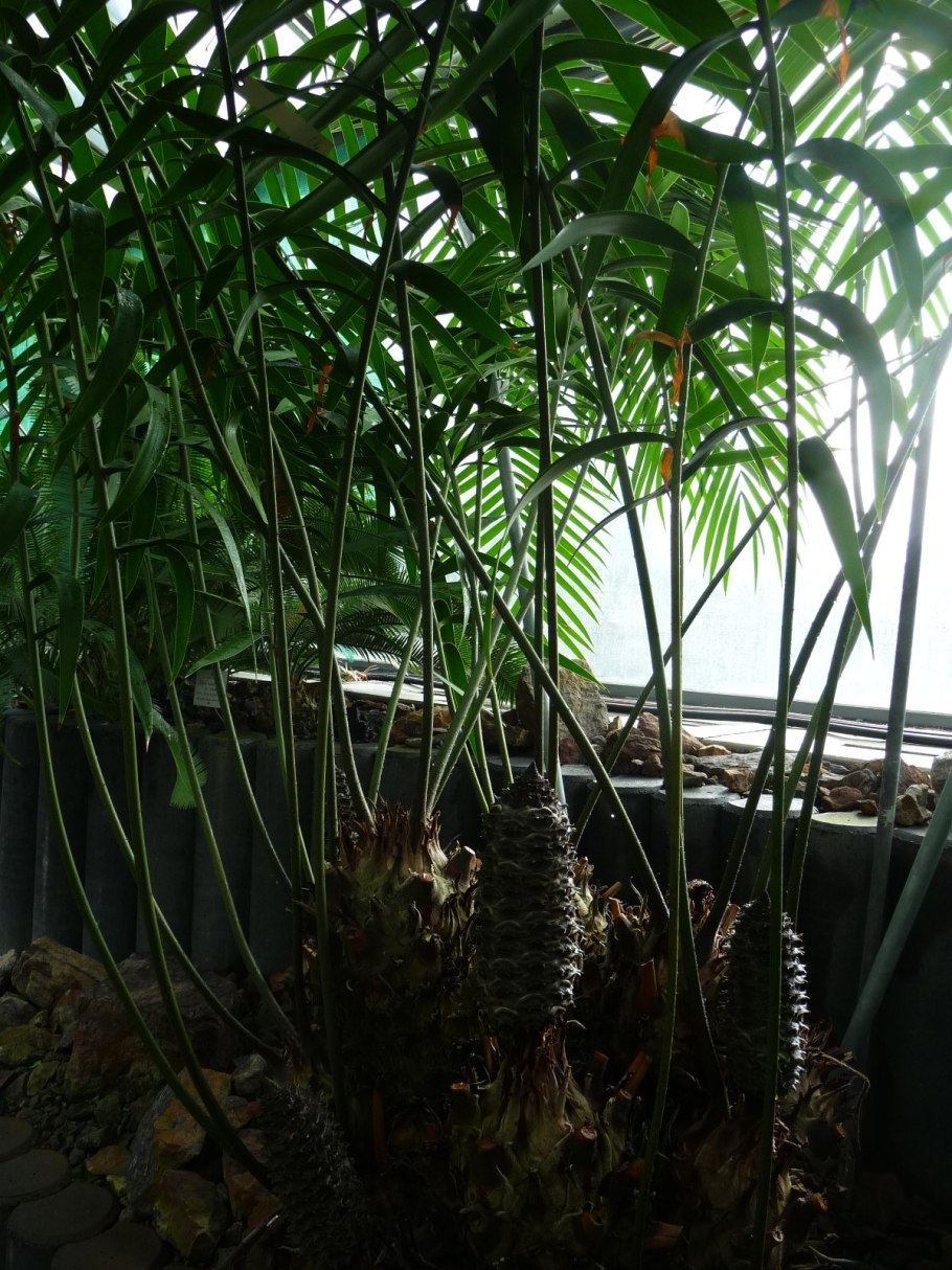 "Кочедыжник игольчатый" – "Athyrium spinulosum"