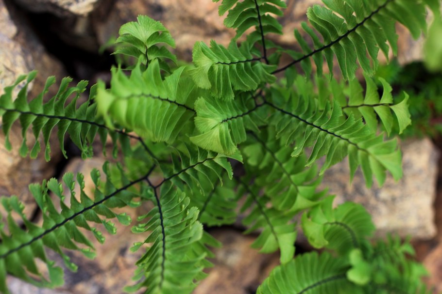 Адиантум стоповидный Алеутикум pedatum aleuticum