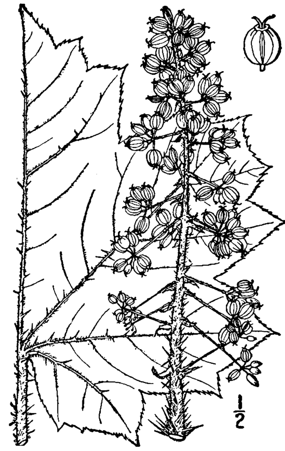 Пресс Леона