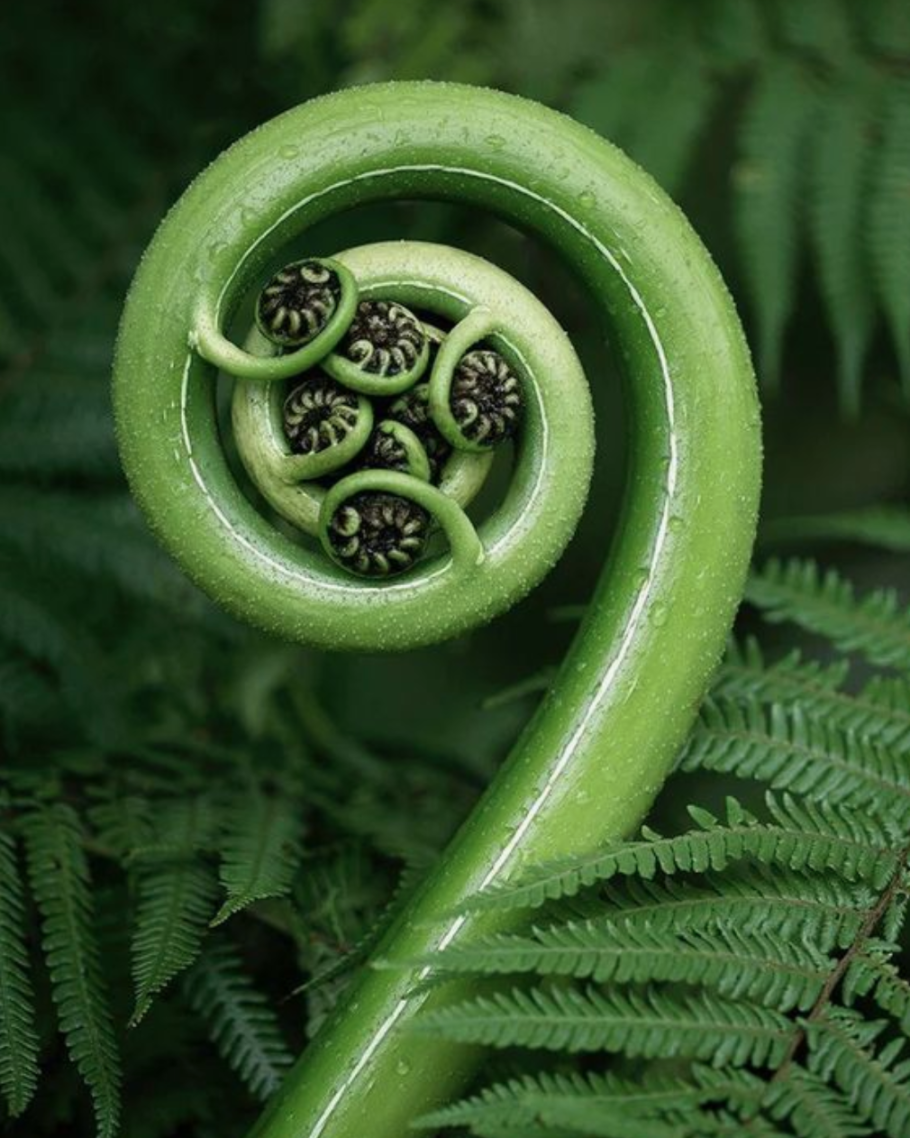 Меллоди Микел