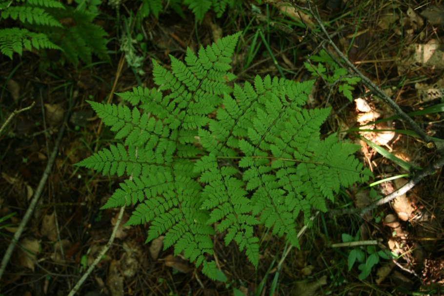 Лепторумора Амурская