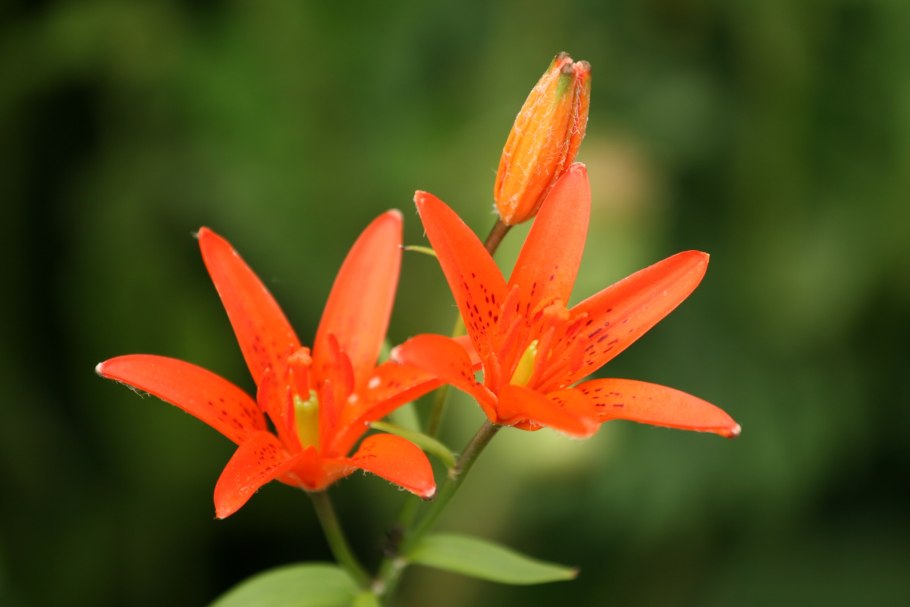 Папоротник (Polypodiophyta)