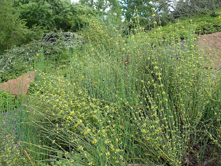 Ephedra gerardiana польза
